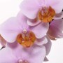 Close-up bloemen orchidee 'Tulcan'
